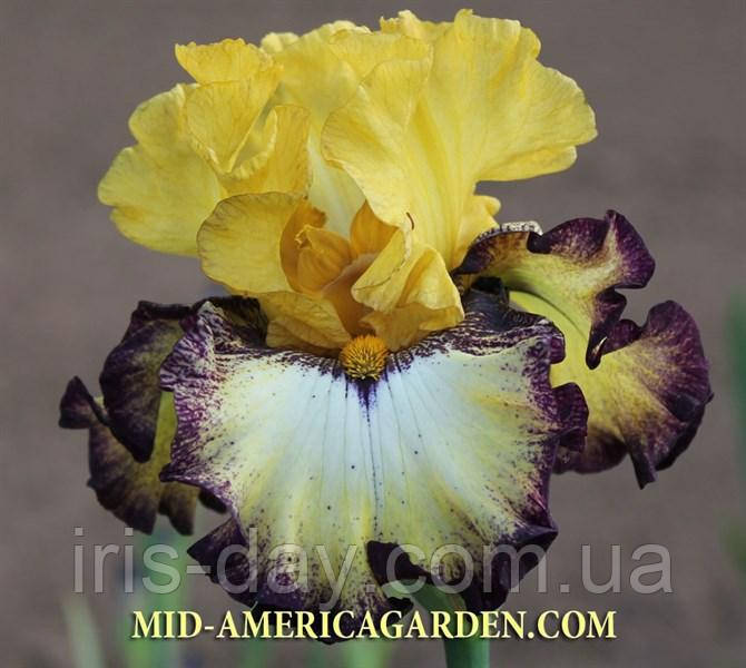 Ірис High Desert Хай Десерт (Keppel 2015) (сажінки), фото 1