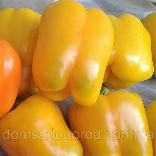 Перець АБЕЙ F1 / ABAY Enza Zaden 500 насінин