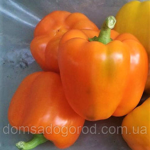 Перець МАГНО F1 | MAGNO Enza Zaden 500 насінин