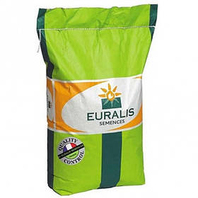 Насіння соняшника ЄС АРГЕНТИК (Технологія Експрес)