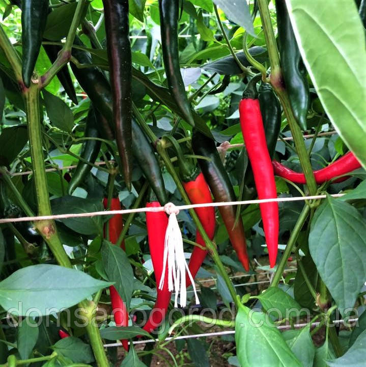 Гіркий перець ХАЙФИ F1 | HYFFAE Enza Zaden 500 насінин