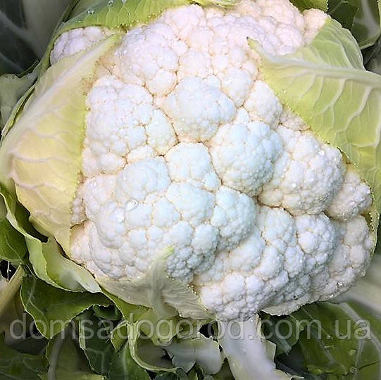 Капуста цвітна СИНЕРЖИ F1 | SYNERGY Enza Zaden 2500 насінин