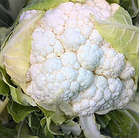 Капуста цветная СИНЕРЖИ F1 | SYNERGY F1 Enza Zaden 2500 семян