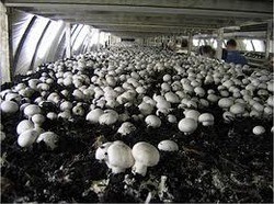 Зволоження та поливання для грибного виробництва