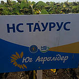 Насіння соняшнику Таурус Стандарт Юа Агролідер, фото 3