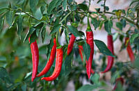 Основні нюанси посадки перцю у теплицю