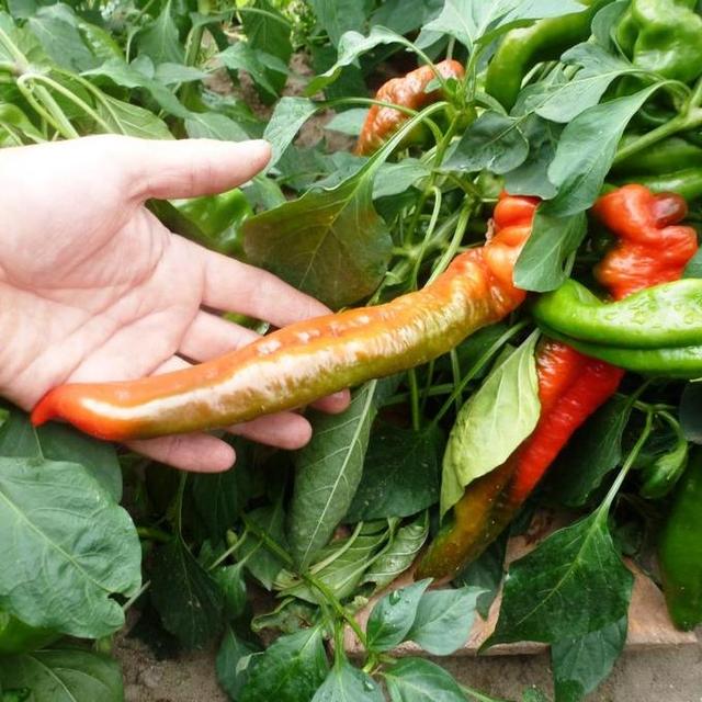 Сорт гіркого перцю слонячий хобот