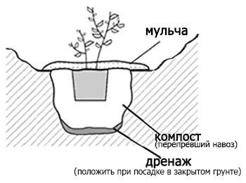 Посадка айви в грунт