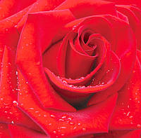 Фотошпалери Червона троянда розмір 196х210 см (12 листів)