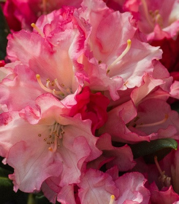 Рододендрон якушиманський Loreley 2 річний, Рододендрон якушиманський Лорелей, Rhododendron Loreley