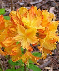 Рододендрон листопадний Golden Lights 2 річний, Рододендрон листопадний Голден Лайт, Azalea Golden Lights, фото 6
