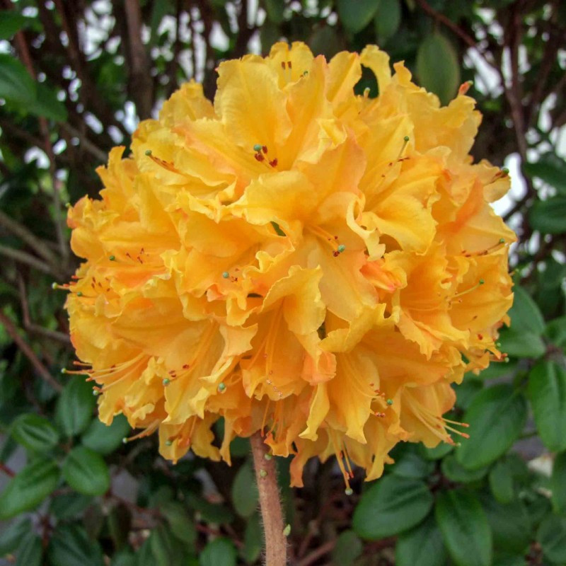 Рододендрон листопадний Golden Lights 3 річний, Рододендрон листопадный ...