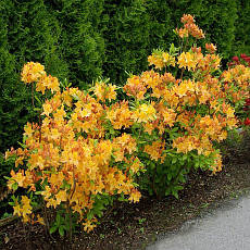 Рододендрон листопадний Golden Lights 2 річний, Рододендрон листопадний Голден Лайт, Azalea Golden Lights, фото 5