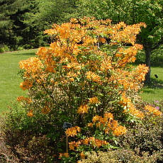Рододендрон листопадний Golden Lights 2 річний, Рододендрон листопадний Голден Лайт, Azalea Golden Lights, фото 4