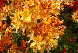 Рододендрон листопадний Golden Lights 2 річний, Рододендрон листопадний Голден Лайт, Azalea Golden Lights, фото 3