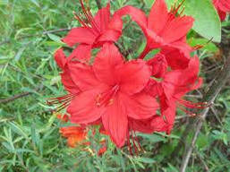 Рододендрон листопадний Doloroso 2 річний, Рододендрон листопадний Долоросо, Azalea Doloroso, фото 6