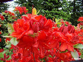 Рододендрон листопадний Doloroso 2 річний, Рододендрон листопадний Долоросо, Azalea Doloroso, фото 3