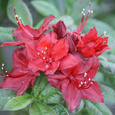 Рододендрон листопадний Doloroso 2 річний, Рододендрон листопадний Долоросо, Azalea Doloroso, фото 5