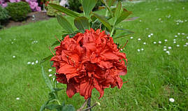 Рододендрон листопадний Doloroso 2 річний, Рододендрон листопадний Долоросо, Azalea Doloroso, фото 4