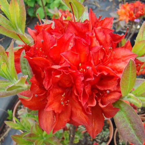 Рододендрон листопадний Doloroso 2 річний, Рододендрон листопадний Долоросо, Azalea Doloroso, фото 1
