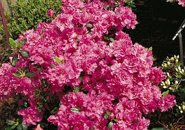 Азалія японська Petticoat 2 річна, Азалия японская / рододендрон Петтикоат, Azalea japonica Petticoat, фото 3