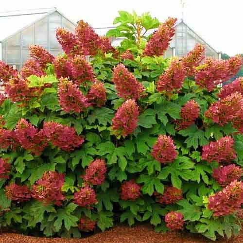 Гортензія дуболистна Amethyst 2 річна, Гортензія деревоподібна Аметист, Hydrangea arborescens Amethyst
