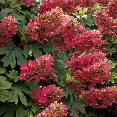 Гортензія дуболистна Amethyst 2 річна, Гортензія деревоподібна Аметист, Hydrangea arborescens Amethyst, фото 5