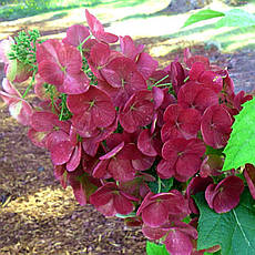 Гортензія дуболистна Amethyst 2 річна, Гортензія деревоподібна Аметист, Hydrangea arborescens Amethyst, фото 4