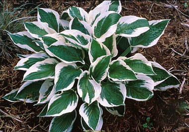 Хоста Рatriot Хоста Патріот, Hosta Рatriot