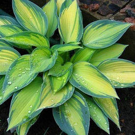 Хоста June 1 рік, Хоста Джун, Hosta June