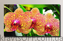 Картина на полотні "Орхідеї 3" ( 54х92 см )