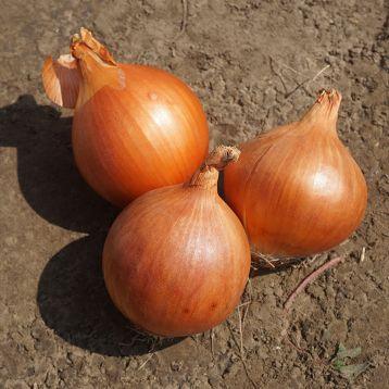 Насіння цибулі Еленка (Elenka F1) 250 000 сем. Cora Seeds