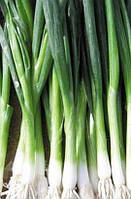 Насіння цибулі на перо Кімі райкконен (Kimi F1) 10 000 сем., Cora Seeds