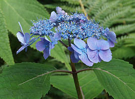 Гортензія крупнолистна Veerle 2 річна, Гортензия крупнолистная Веерле, Hydrangea macrophylla Veerle, фото 3