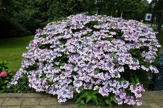 Гортензія крупнолистна Veerle 2 річна, Гортензия крупнолистная Веерле, Hydrangea macrophylla Veerle, фото 1