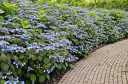 Гортензія крупнолистна Veerle 2 річна, Гортензия крупнолистная Веерле, Hydrangea macrophylla Veerle, фото 6