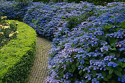Гортензія крупнолистна Veerle 2 річна, Гортензия крупнолистная Веерле, Hydrangea macrophylla Veerle, фото 5