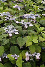 Гортензія крупнолистна Veerle 2 річна, Гортензия крупнолистная Веерле, Hydrangea macrophylla Veerle, фото 4