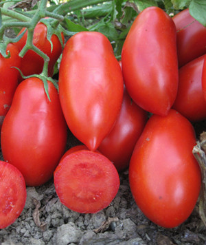 Насіння томату для переробки Рочча (Roccia F1) 1000 сем., Cora Seeds