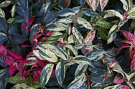 Леукотоє Rainbow 2 річне, Леукотоэ Рэйнбоу, Leucothoe fontanesiana Rainbow, фото 2