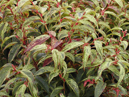 Леукотоє Rainbow 2 річне, Леукотоэ Рэйнбоу, Leucothoe fontanesiana Rainbow, фото 1