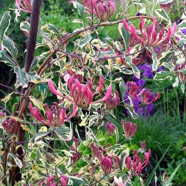 Жимолость капріфоль Variegata 2 річна, Жимолость каприфоль Варієгата, Lonicera caprifolium Variegata