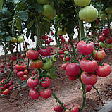 Пінк Кристал F1 насіння томату високорослого рожевого Clause Франція 250 шт, фото 2