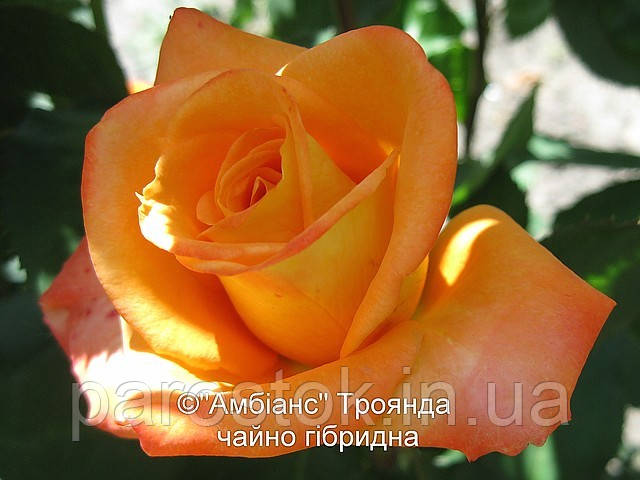 Троянда Амбіанс. Чайно-гібридна троянда