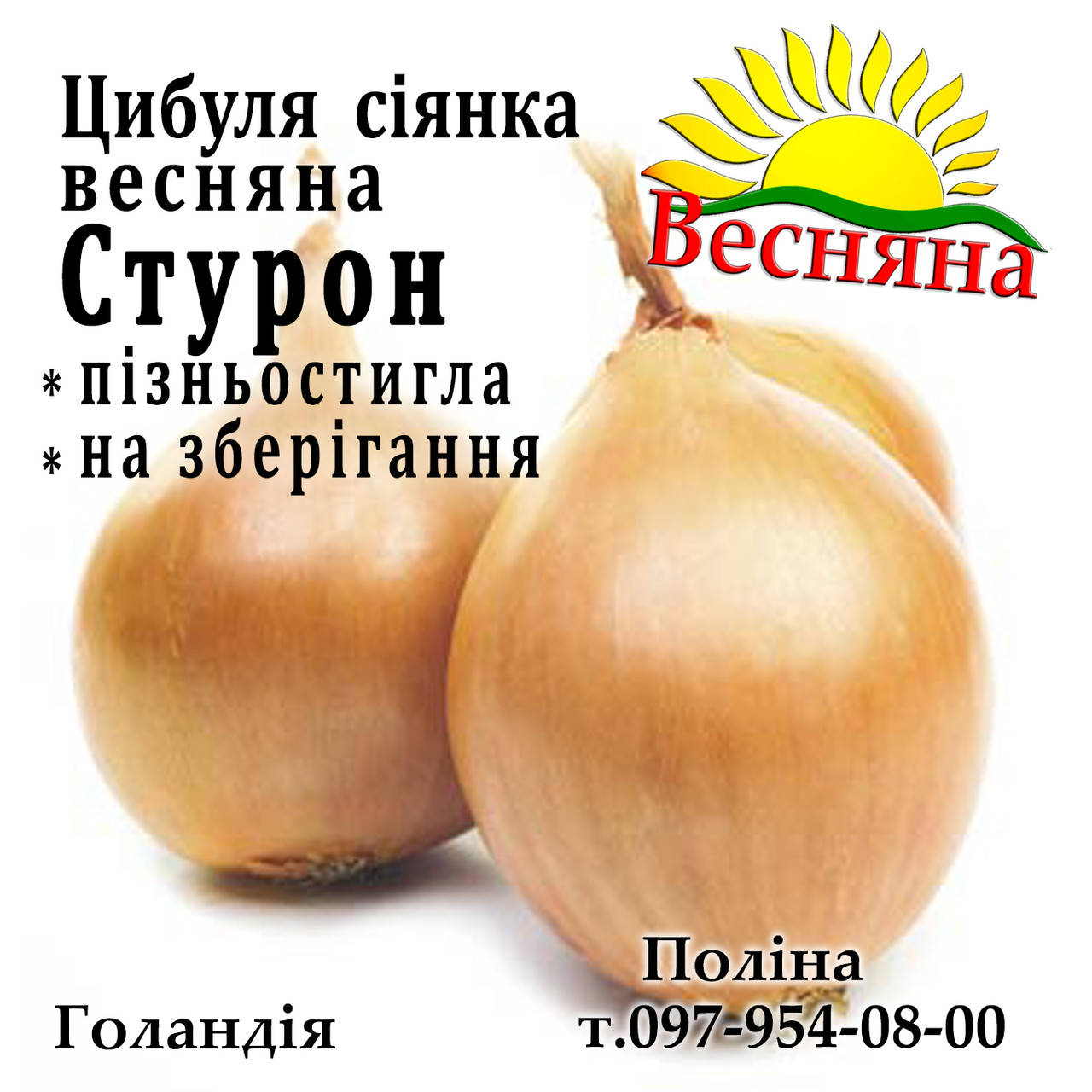 

Лук - севок Стурон, Штурон (Sturon), Голландия, 1 кг