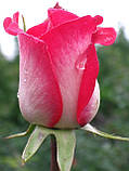 Троянда Ранок Парижа. (с). Чайно-гібридна, фото 2