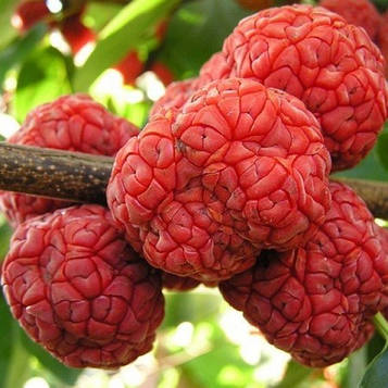 Саджанці Кудрании (полуничне дерево) - дводомна, морозостійка, крупноплідна