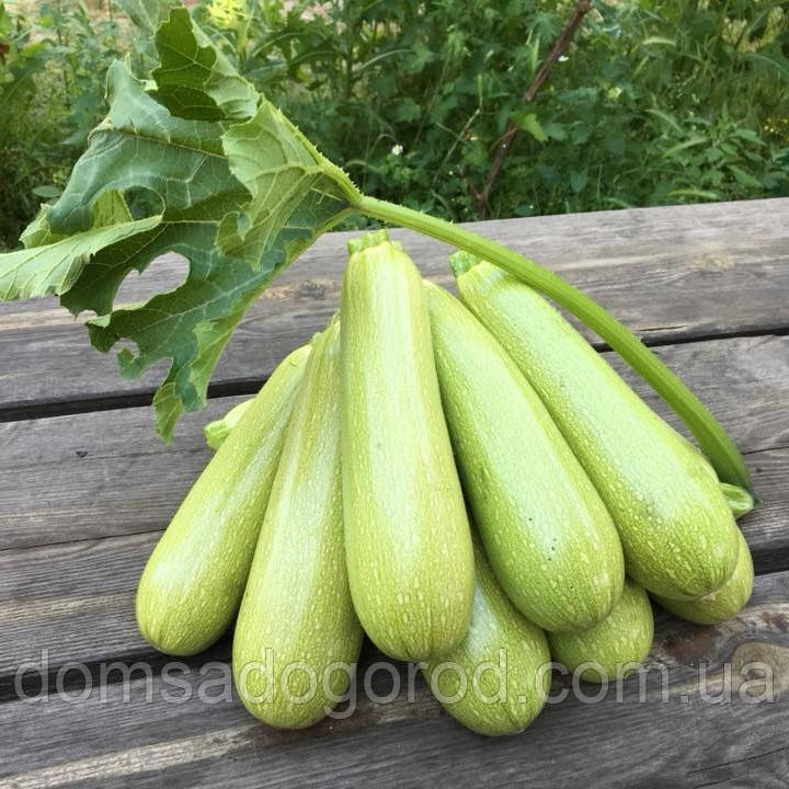 Кабачок МАРСЕЛА F1 | MARSELA Enza Zaden 500 насінн