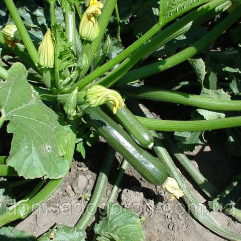 Кабачок ЛЕЙЛА F1  |  LEILA Enza Zaden 250 н