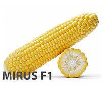 Насіння кукурудзи цукрової Mirus F1 5000 сем. Royal Sluis, Seminis